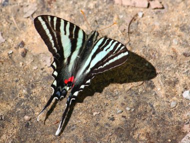 Zebra Swallowtail (Eurytides marcellus) clipart