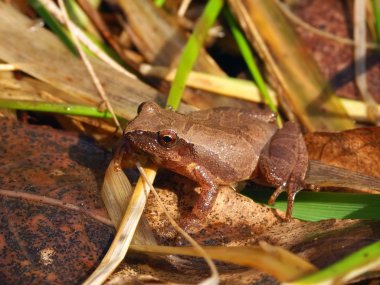 Bahar Peeper (Pseudacris crucifer)