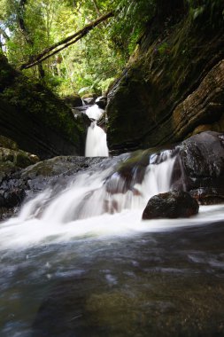 El Yunque National Forest clipart