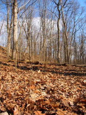 Kickapoo State Park - Illinois clipart