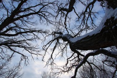 Old Tree Creeping Skywards clipart