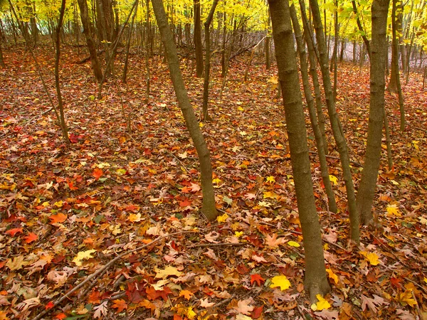 Herbst Farbe in illinois — Stockfoto