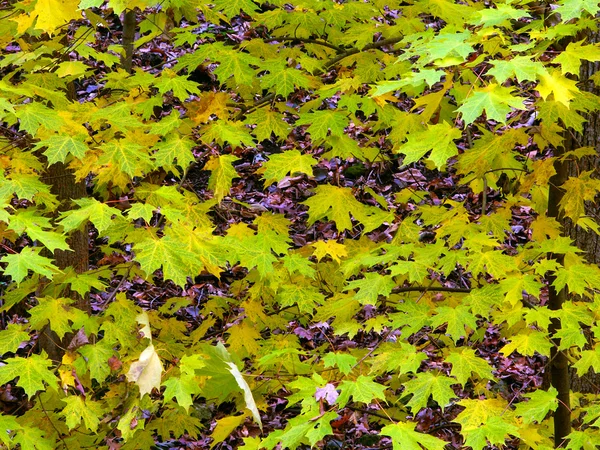 Sonbahar yaprak arka plan — Stok fotoğraf