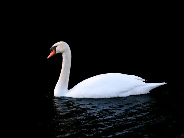 Mute Swan (Cygnus olor) - Иллинойс — стоковое фото