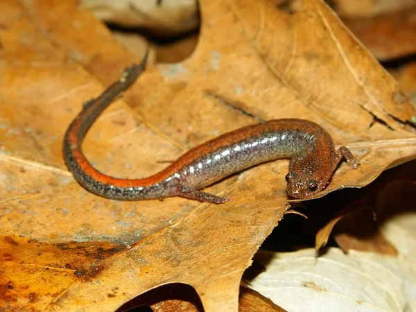 Salamandre à dos roux (Plethodon cinereus ) — Photo