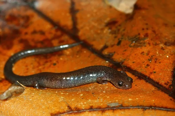 Redback Salamander (Plethodon cinereus) — Stock Photo, Image