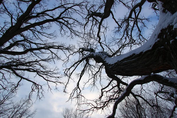 Árvore velha rastejando Skywards — Fotografia de Stock