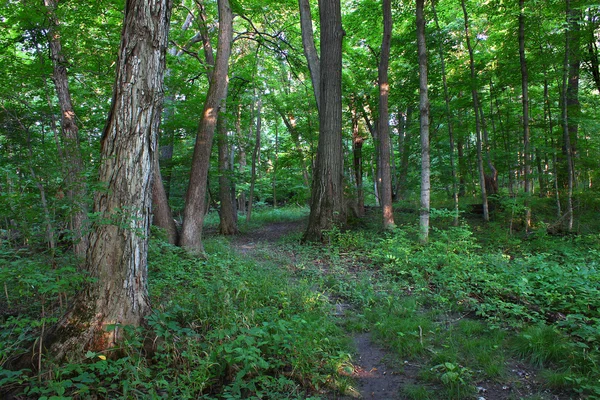 Skog landskap - shabbona, illinois — Stockfoto