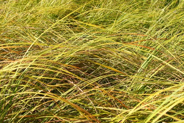 Grassland Background - Illinois — Stock Photo, Image