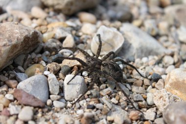 Karanlık balıkçılık örümcek (Dolomedes tenebrosus)