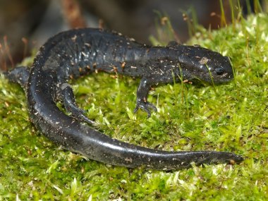 Smallmouth semender (ambystoma texanum)