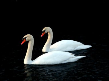 Mute Swan (Cygnus olor) - Illinois clipart