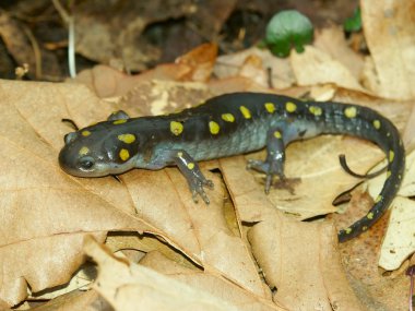 Spotted Salamander (Ambystoma maculatum) clipart