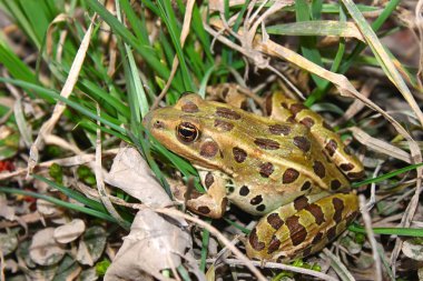 Kuzey leopar Kurbağa (Rana pipiens)