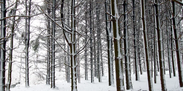 Färska snöfall i illinois — Stockfoto