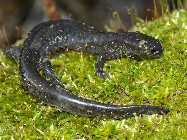 Smallmouth Salamander (Ambystoma texanum) — Stock Photo, Image