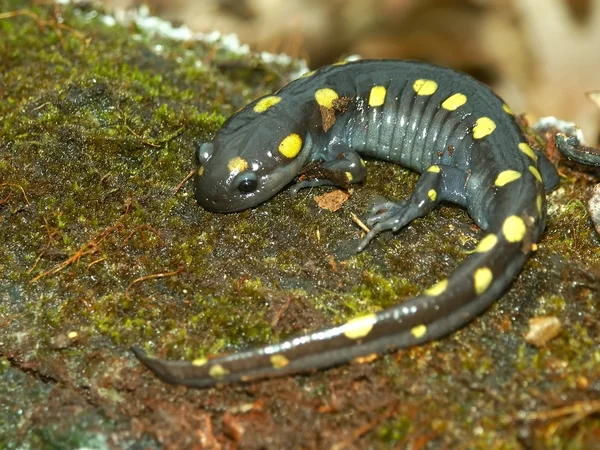 Salamandra manchada (Ambystoma maculatum ) — Foto de Stock
