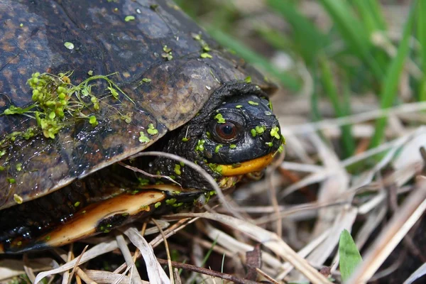 Blandings tartaruga (Emydoidea blandingii) — Fotografia de Stock