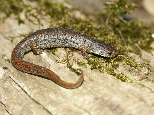 Salamandra białobrzuchy (Hemidactylium scutatum) — Zdjęcie stockowe