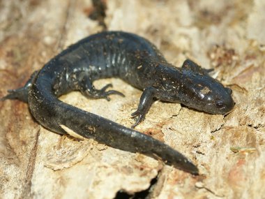 Smallmouth semender (ambystoma texanum)