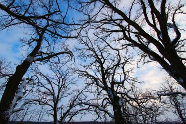 eski ağaç sürünen skywards