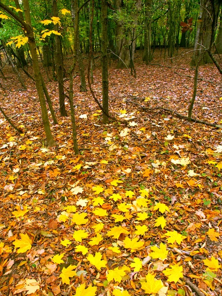 イリノイ州で秋の色 — ストック写真