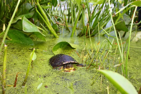 Blandings Turtle (Emydoidea blandingii) — Stock Photo, Image
