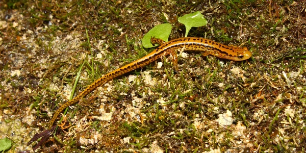 Довгохвоста саламандра (Eurycea longicauda) — стокове фото