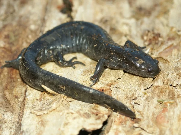 Smallmouth Salamander (Ambystoma texanum) — Stock fotografie