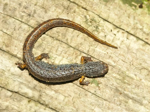 Четырёхпалый саламандр (Hemidactylium scutatum ) — стоковое фото