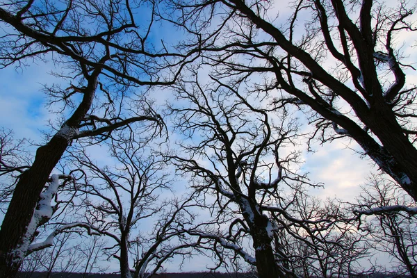Alter Baum kriecht in den Himmel — Stockfoto