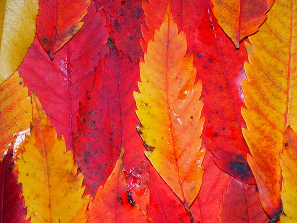 Fond couleur automne — Photo