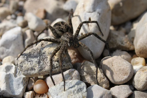 Dark Fishing Spider (Dolomedes tenebrosus) — Stock Photo, Image