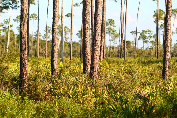 Flatwoods sosna - Floryda — Zdjęcie stockowe