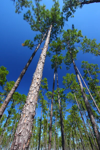 stock image Pine Flatwoods - Florida