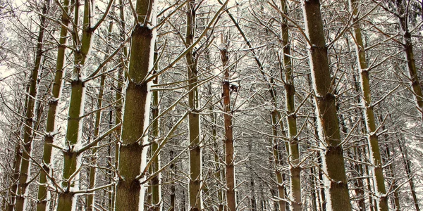 Świeżego śniegu w illinois — Zdjęcie stockowe