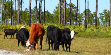 Cows on Military Base clipart