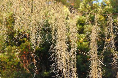 İspanyolca Moss (Tillandsia usneoides)