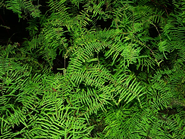 Hintergrund der Vegetation — Stockfoto