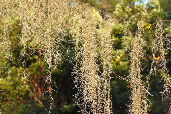 İspanyolca Moss (Tillandsia usneoides) — Stok fotoğraf