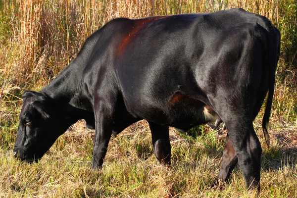 Florida Cow — Stock Photo, Image