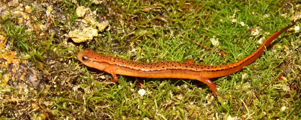 Southern Two-lined Salamander (Eurycea cirrigera) — Stock Photo, Image
