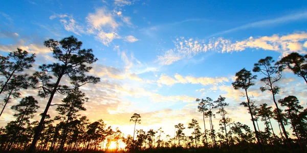 O pôr do sol do Everglades floresta — Fotografia de Stock