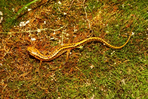 Long-tailed Salamander (Eurycea longicauda) — Stock Photo, Image