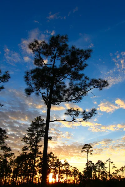 Everglades δάσος ηλιοβασίλεμα — Φωτογραφία Αρχείου