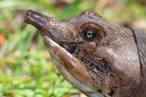 Florida Softshell sköldpadda (Apalone ferox) — Stockfoto