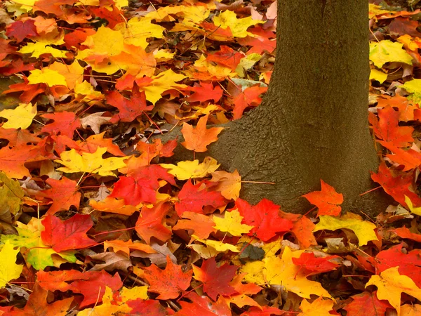 Őszi színek háttér — Stock Fotó