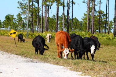 Cows on Military Base clipart