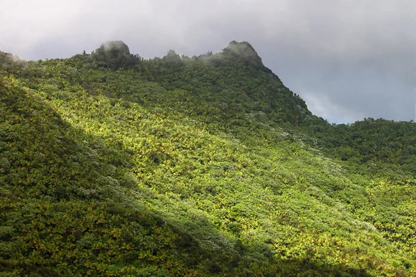 エル yunque 国家森林 — ストック写真