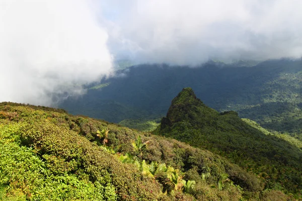 El yunque Nationalwald — Stockfoto
